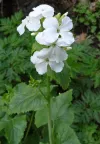 lunaria-annua-sissinghurst-white
